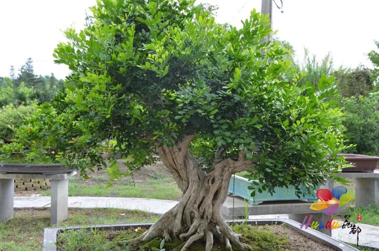 生态花都!这里的盆景各具特色,千姿百态,"绽放"成风景