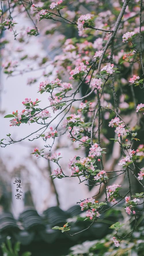 楚晚宁的西府海棠开了