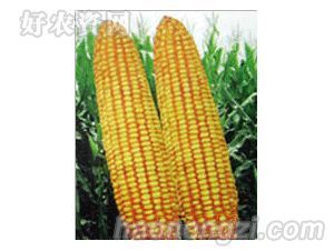 裕丰-夏播超高产玉米京玉15号