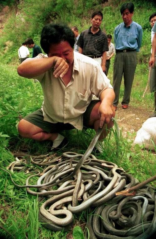 陕西省野生动物管理站将刚刚查获的2000多条被非法贩卖的乌梢蛇,放归