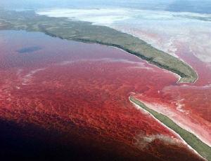 赤潮[生态现象]