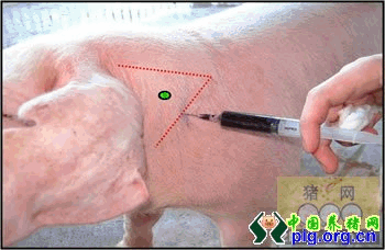 如何正确的给猪打针