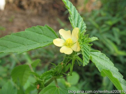 别名黄花草或黄花棉,锦葵科赛葵属多年生亚灌木状草本,全草入药.