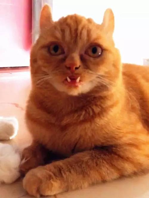 猫咪有两颗牙齿露在外面像獠牙一样网友留言这牙好吓人
