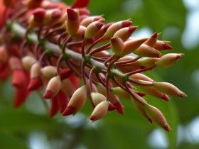 刺桐花图片大全共55张