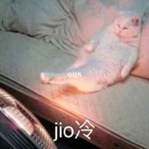 jiojio冷表情包93_表情包_2020 我真可爱_宠物_猫