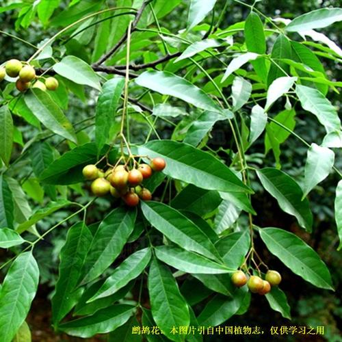 20200820——鹧鸪花(heynea02trijuga02roxb.