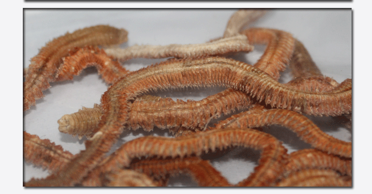 太宇海蚯蚓海蜈蚣海蚕干 腥味大10g 红青虫随机发 威海鱼饵