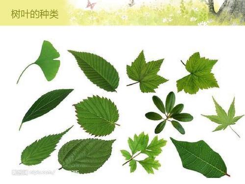 树叶的种类