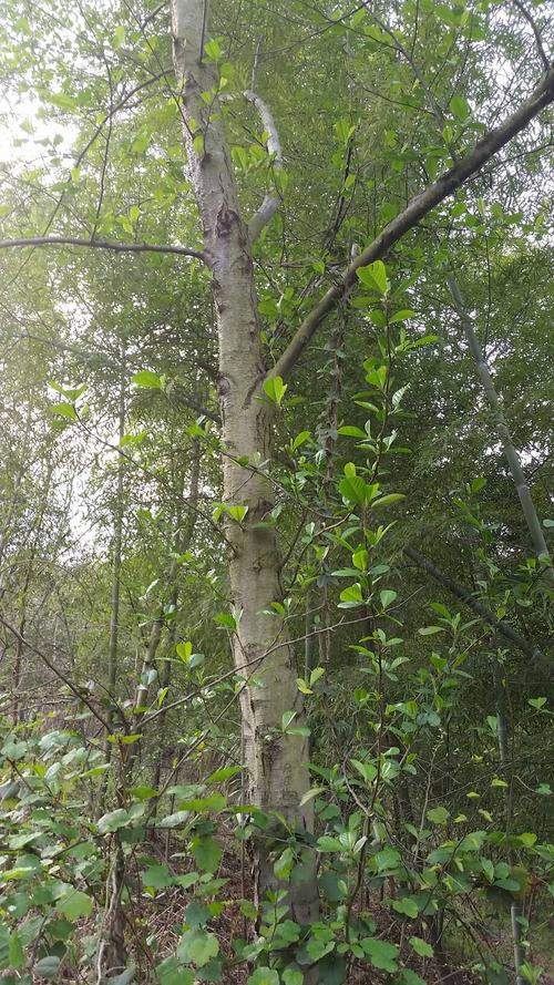 别名:水冬瓜树,水青风,桤蒿, 为桦木科,桤木属植物.