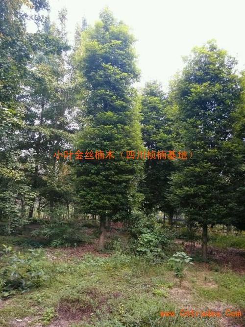四川小叶桢楠|成都桢楠批发|四川小叶金丝楠哪里便宜