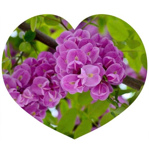 也许就在一阵细雨后,也许就在你无意的一瞥间,紫色槐花开了