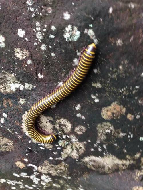 请问这种可怕的虫子叫什么,有毒没