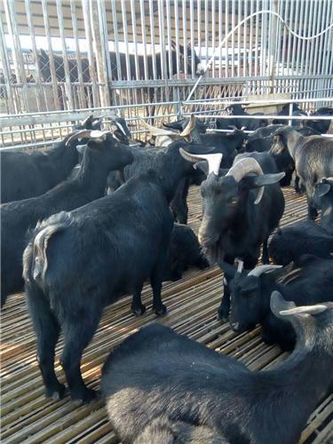 云南黑山羊的养殖技术