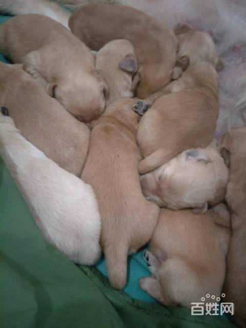 出售一窝金毛幼犬