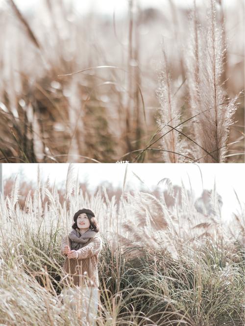 三垟湿地|那一片纯美的芦苇荡_拍照_佳能怎么样_相机