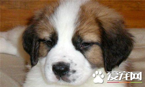 圣伯纳犬发狂怎么办 大声的呵斥让它停止