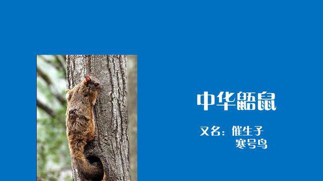 复齿鼯鼠_秒懂百科