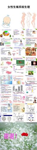 女性生殖系统生理ppt妇产科课