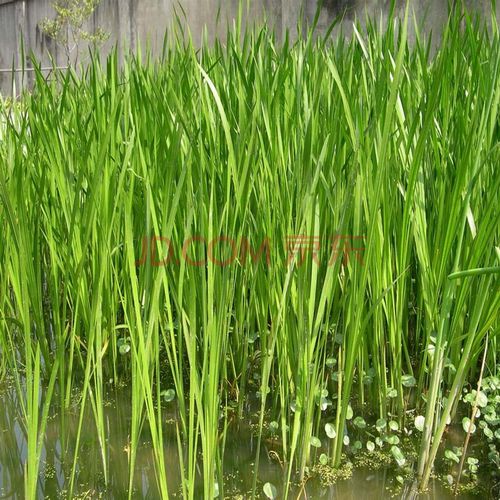 斯柏克 水生花卉植物 香蒲苗 香蒲草 水烛 蒲菜 蒲棒晒干夏天可 10棵