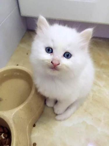 纯白长毛蓝眼小奶猫—浙江杭州波斯猫