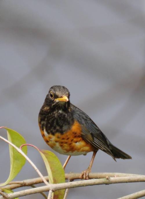 请问爱鸟朋友们!灰背鸫有多少种毛色的?这两张图片上