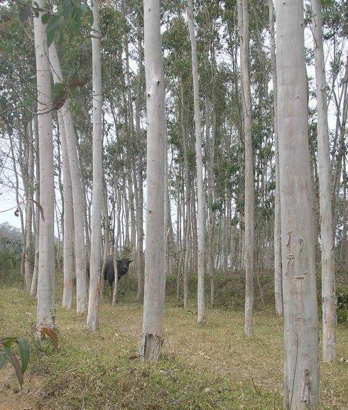 为缓解干旱,广东河源全面禁止种植桉树