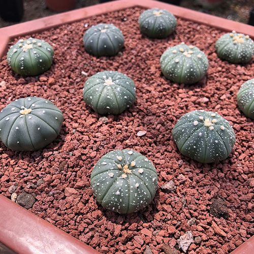 仙人多肉植物星球属星鸾凤五角白星不扎手刺球多肉植物