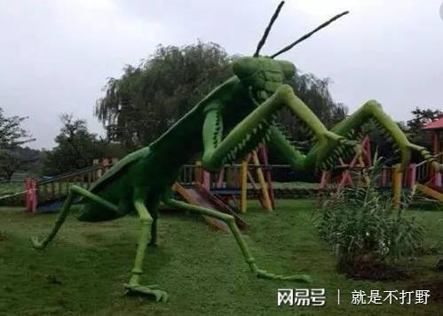 同重量的螳螂和老虎对战谁会赢网友镰刀3米长割虎如割草