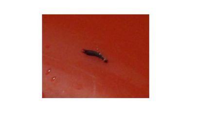 喜欢潮湿的环境,请问这种虫子叫什么名字啊?怎么除掉它们?