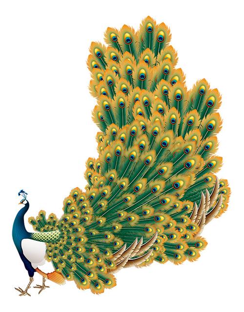 手绘孔雀图片