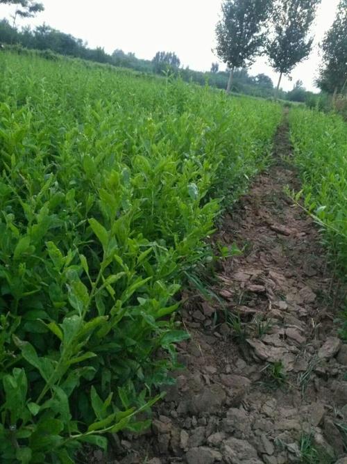 枸杞苗,枸杞树,河北巨鹿枸杞树苗,品种好,产量高!