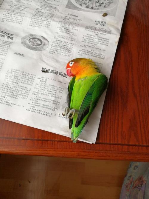 养了一年多的鹦鹉突然死了,没有征兆没有伤痕,怎么回事?
