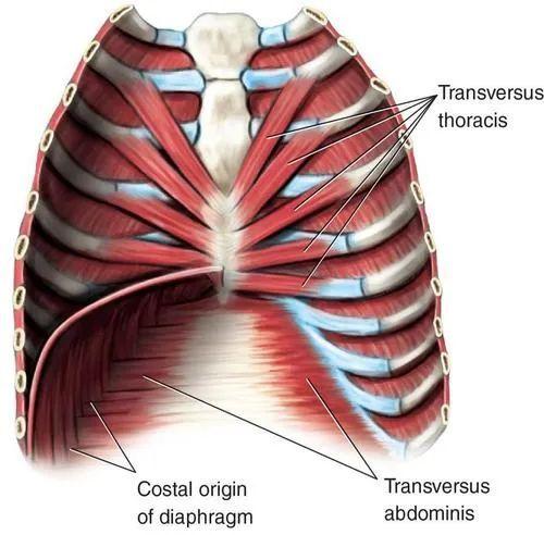 肋间神经痛的鉴别诊断|胸膜炎|发热|心绞痛|症状_网易