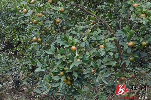 果实挂满枝头的油茶新品种"湘林210".