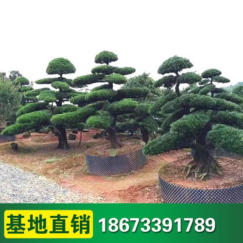 罗汉松树桩树 道路绿化园林工程绿化树 造型罗汉松 量大价优