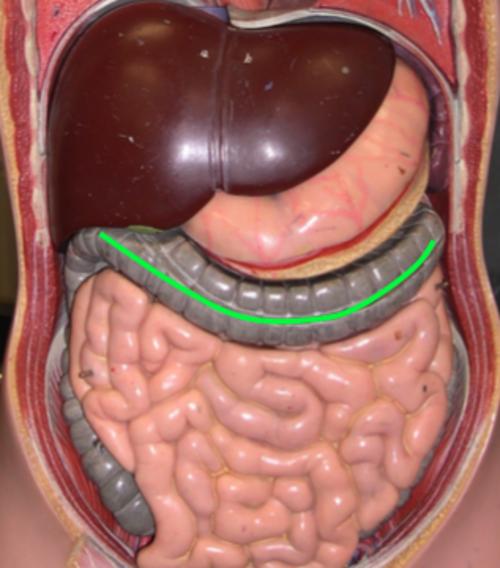  p>指在大肠(除直肠,肛管和阑尾),由横沟隔开向外膨出的囊状突起.