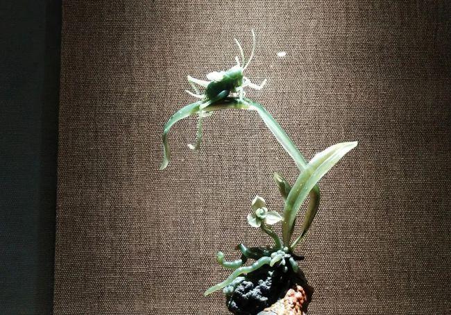 平洲"琢越杯"暨"天工奖"玉石雕刻作品欣赏,看玉雕百花