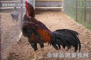 缅甸斗鸡