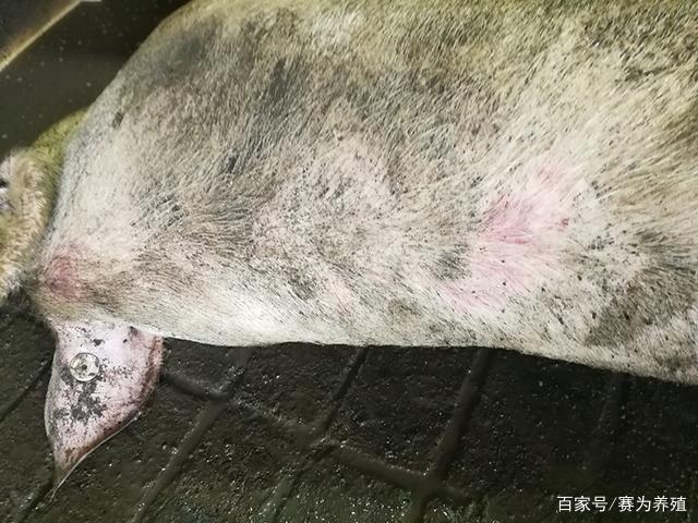 猪丹毒与常见猪病的症状鉴别