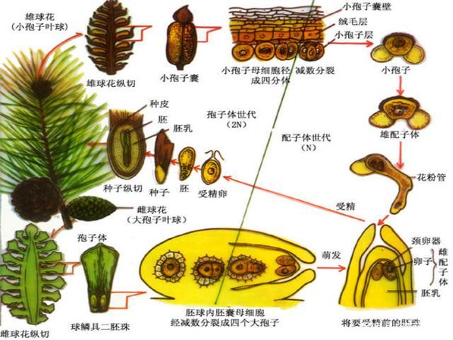 裸子植物门 生活史中孢子体占优势,大多数为常绿的乔木.