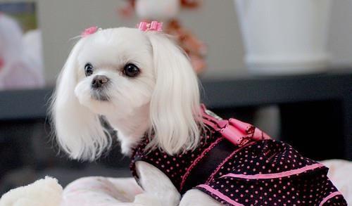 宠物犬中的新星,被称为犬中"白雪公主",曾经欧洲贵妇的娇宠!