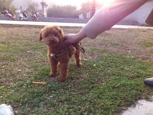 5个月的玩具泰迪大概多高算标准