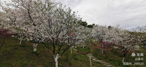 2020.3绿野山庄赏樱花