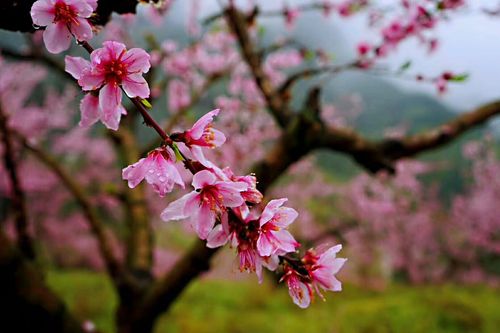 2019年3月28日(具体时间根据天气和桃花开放程度提前更新公布)