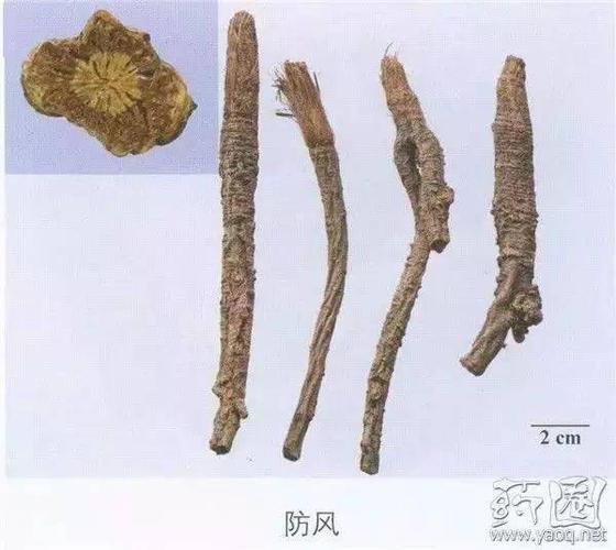 别名   文风,屏风,回风,北风,风肉,关防风,东防风,口防风,山防风