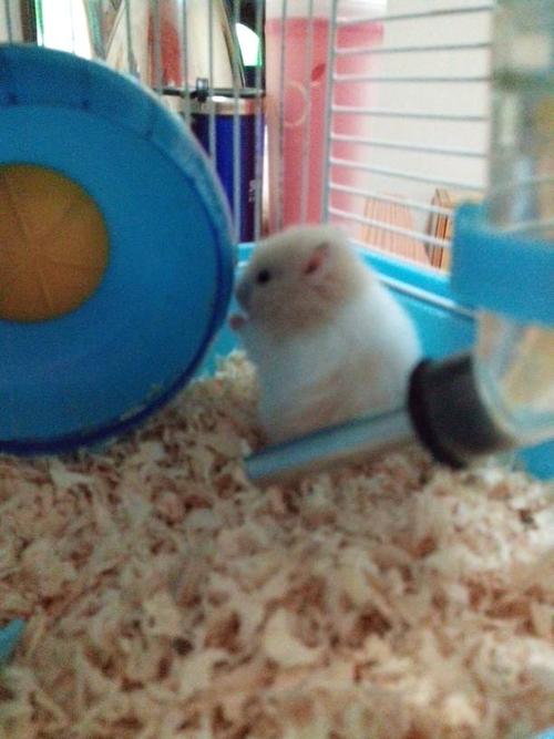 金丝熊能吃什么水果和蔬菜?