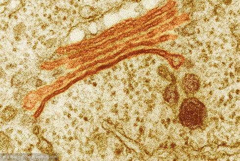 例析高尔基体在植物细胞中的主要功能