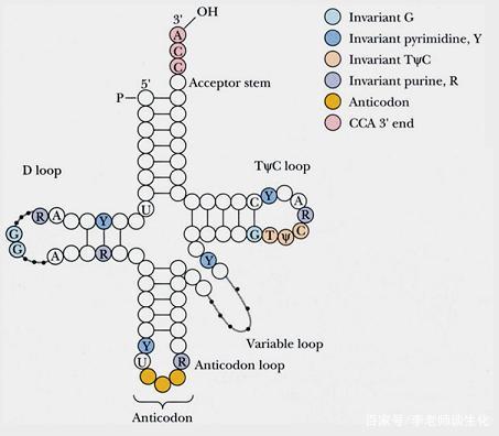 转运核糖核酸(trna)的结构与功能
