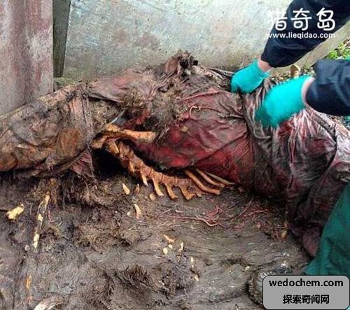 人死后49天的全过程,身体不断腐烂(美国尸体农场)